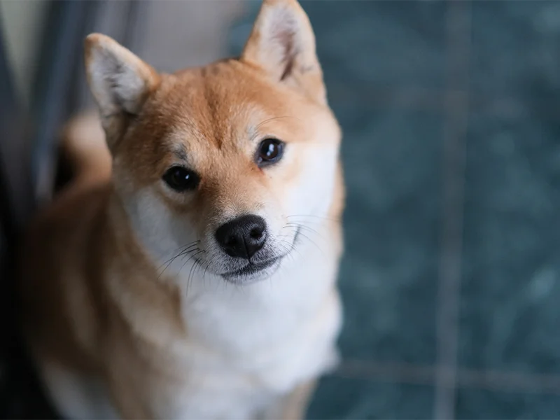 田辺市でペットちゃんとのお別れを迎えるご家族のイメージ