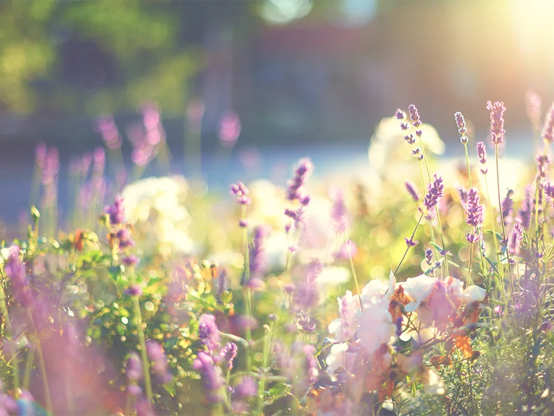 お花やお写真のイメージ
